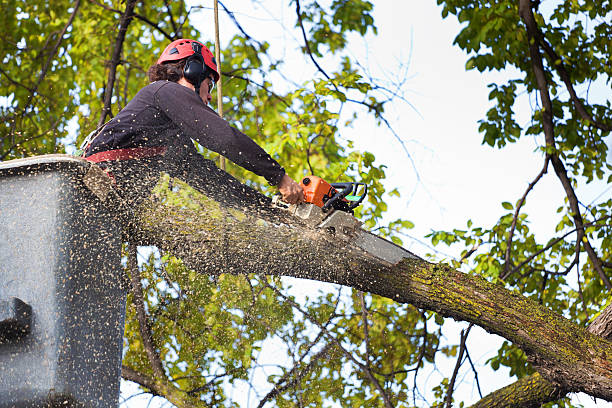 The Steps Involved in Our Tree Care Process in Hartwell, GA